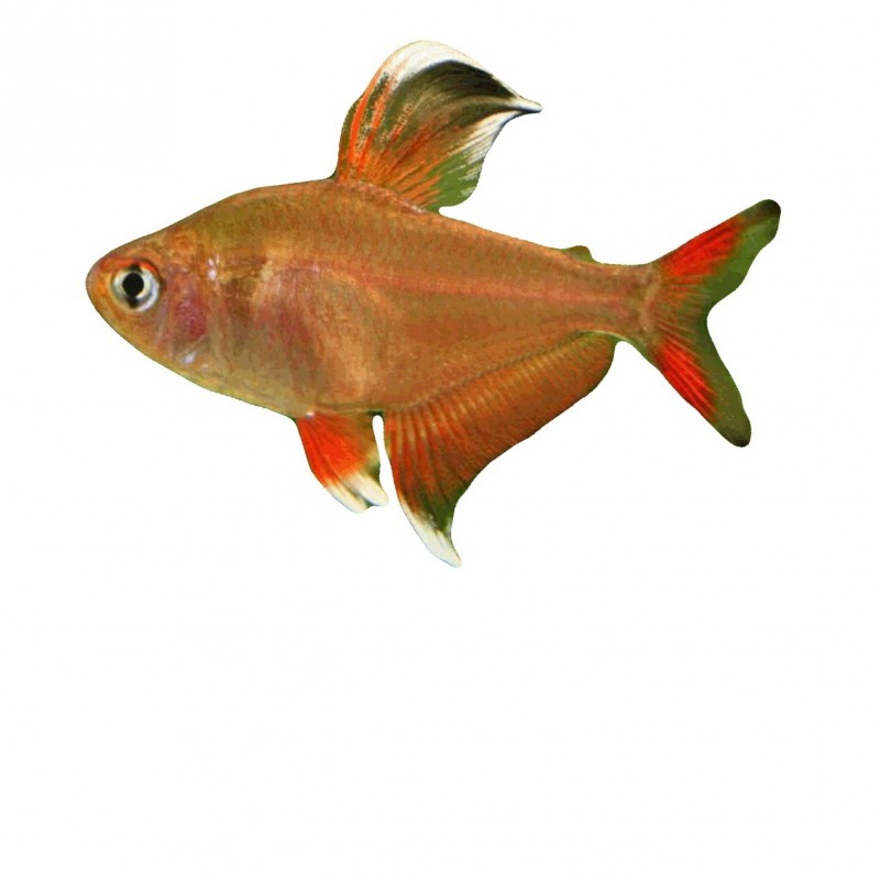 Hyphessobrycon bentosi, poisson d'aquarium