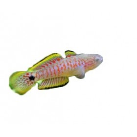 Tateurdina ocellicauda, poissons d'aquarium