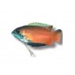 Trichogaster chuna poisson d'aquarium
