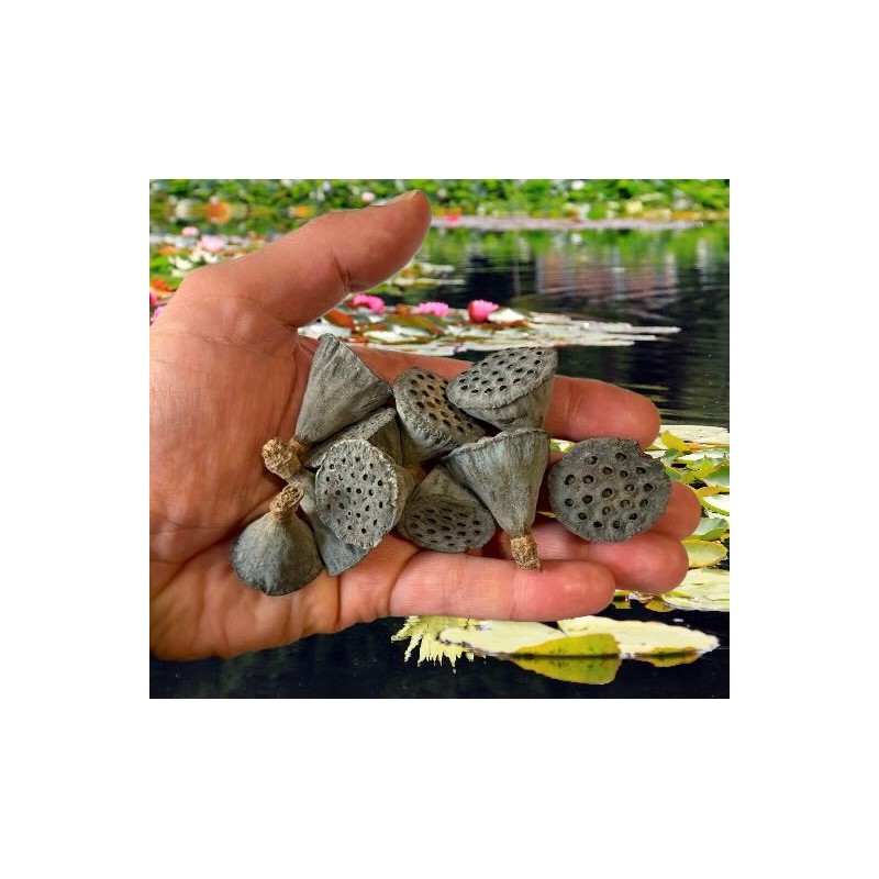 Mini gousse de lotus pour aquarium