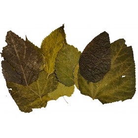 Feuilles de mûrier entière