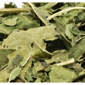 Feuilles de Moringa