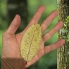 Feuilles de Goyave verte pour aquarium