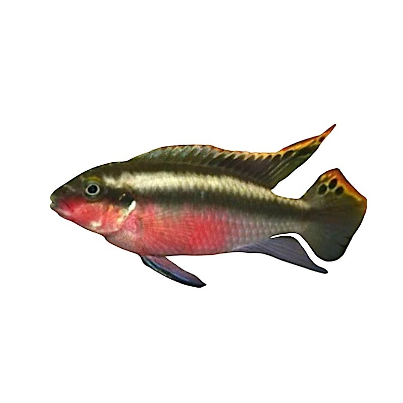 Pelvicachromis pulcher Pelvicachromis pulcher