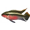 Pelvicachromis pulcher