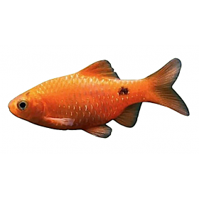 Pethia conchonius