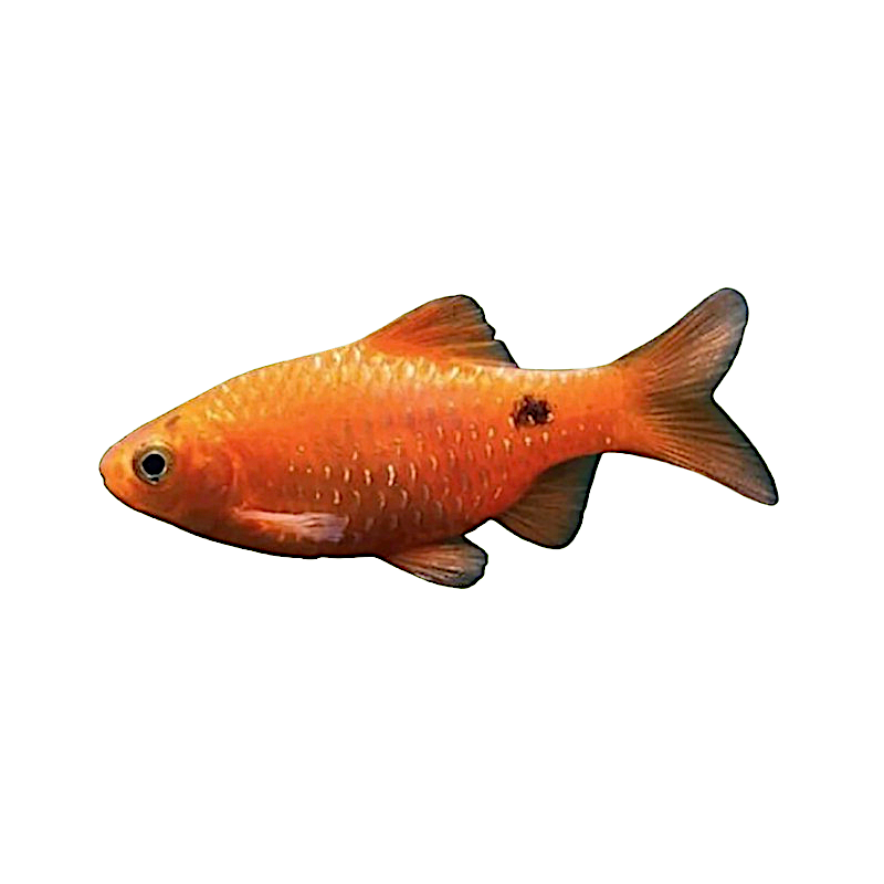Pethia conchonius Pethia conchonius