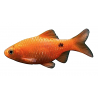 Pethia conchonius