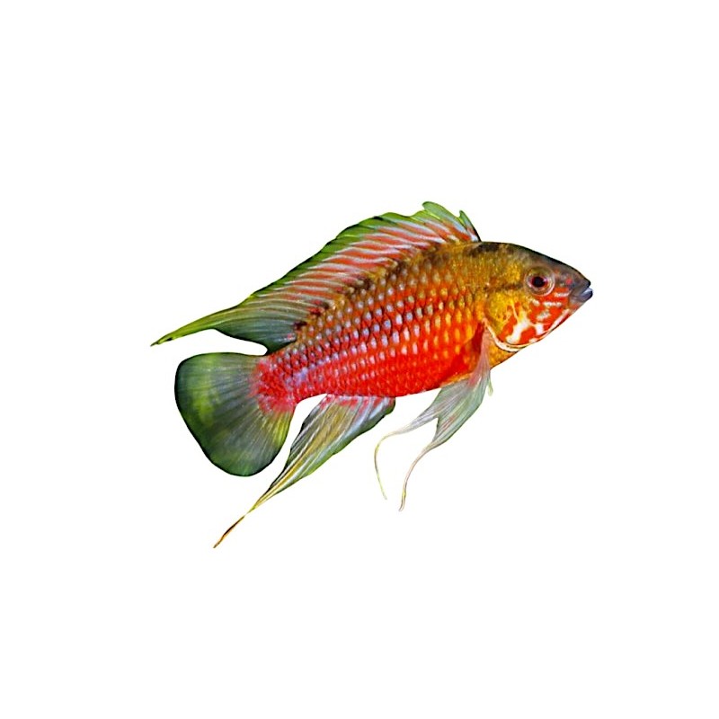 Apistogramma hongsloi Apistogramma hongsloi