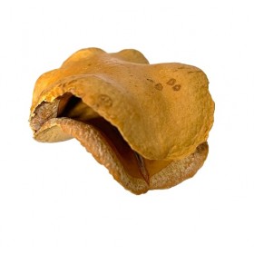 Gousse grenouille