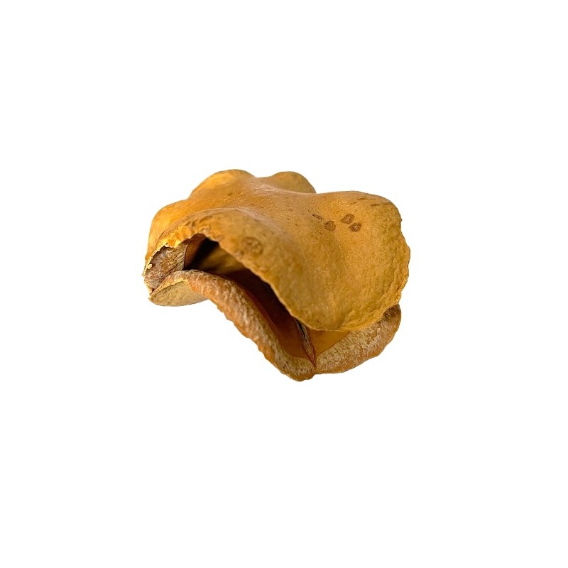 Gousse grenouille Gousse grenouille
