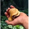 Gousse grenouille pour aquarium