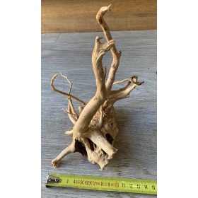Racine araignée PM