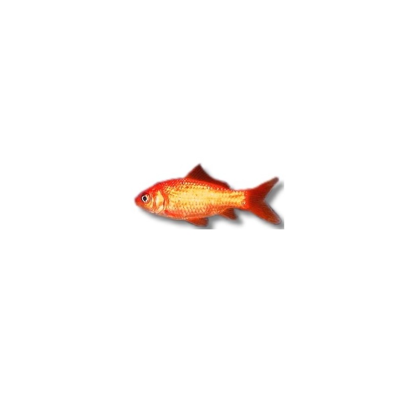 poisson rouge