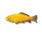 Poisson jaune aquarium