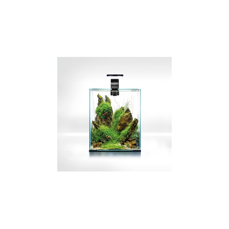 AQUARIUM SHRIMPSET 19 l AQUARIUM SHRIMPSET 19 l
