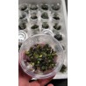 Bucephalandra Maya