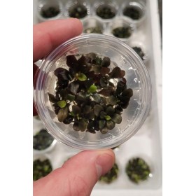 Bucephalandra Theia red