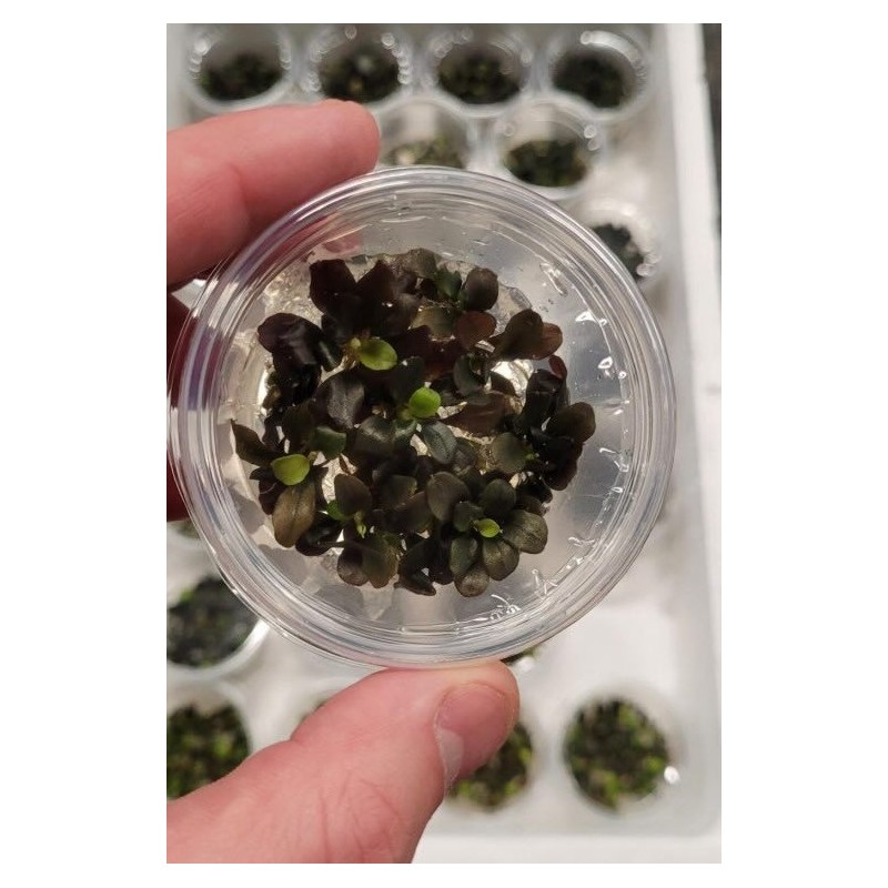 Bucephalandra Theia red Bucephalandra Theia red