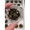 Bucephalandra Theia red