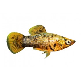 Poecilia sphenops Molly