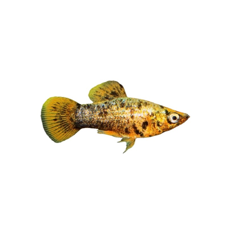 Poecilia sphenops Molly
