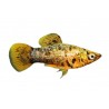 Poecilia sphenops Molly