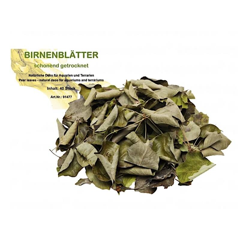 Feuilles de poirier Feuilles de poirier
