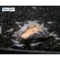 Nourriture en patte pour crevettes d'aquarium