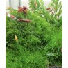 Engrais pour mousse d'aquarium