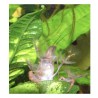 Crevette peigne en aquarium
