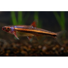 Notropis chrosomus