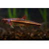 Notropis chrosomus