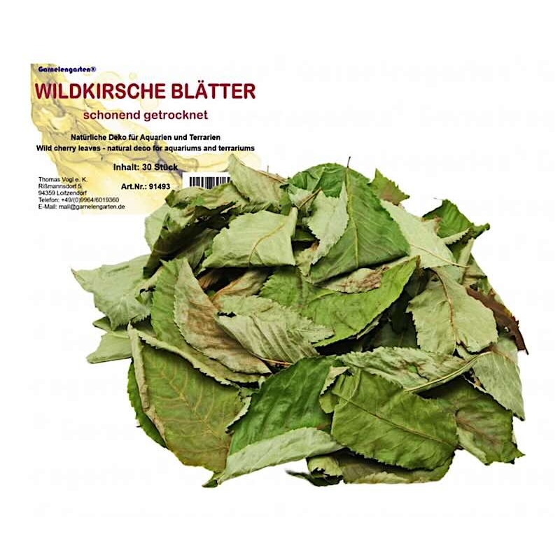 Feuilles de cerisier sauvage