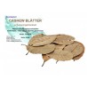 Feuilles de cajou pour aquarium