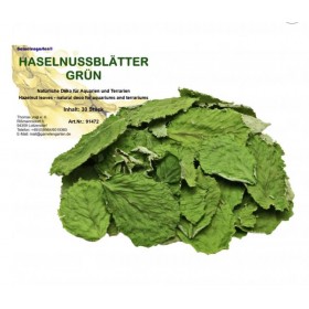 Feuilles de noisetier pour aquarium
