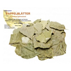 Feuilles de Peuplier