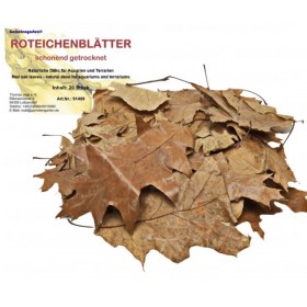 Feuilles de chêne rouge pour aquarium