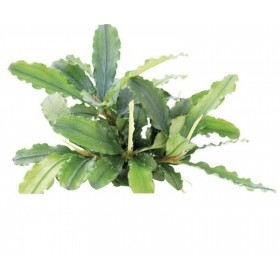 Bucephalandra Theia vert