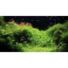 Aquarium avec engrais carbo Aqua tropica