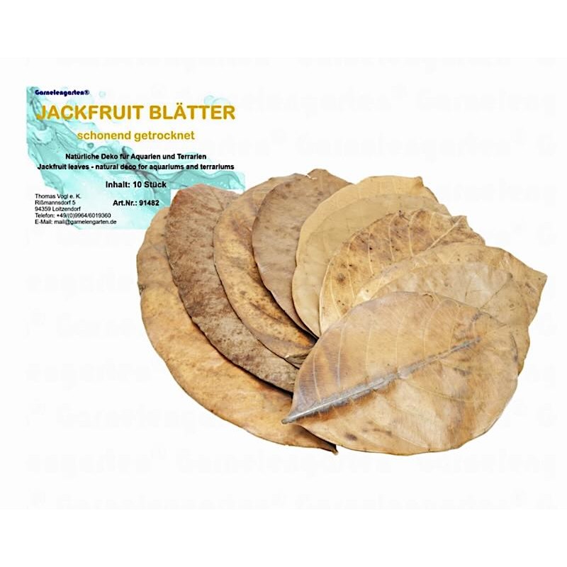 Feuilles de Jacquier