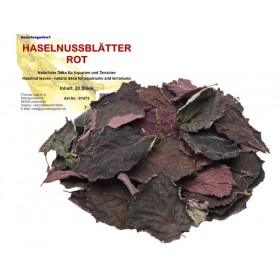 Feuilles de noisetier rouges