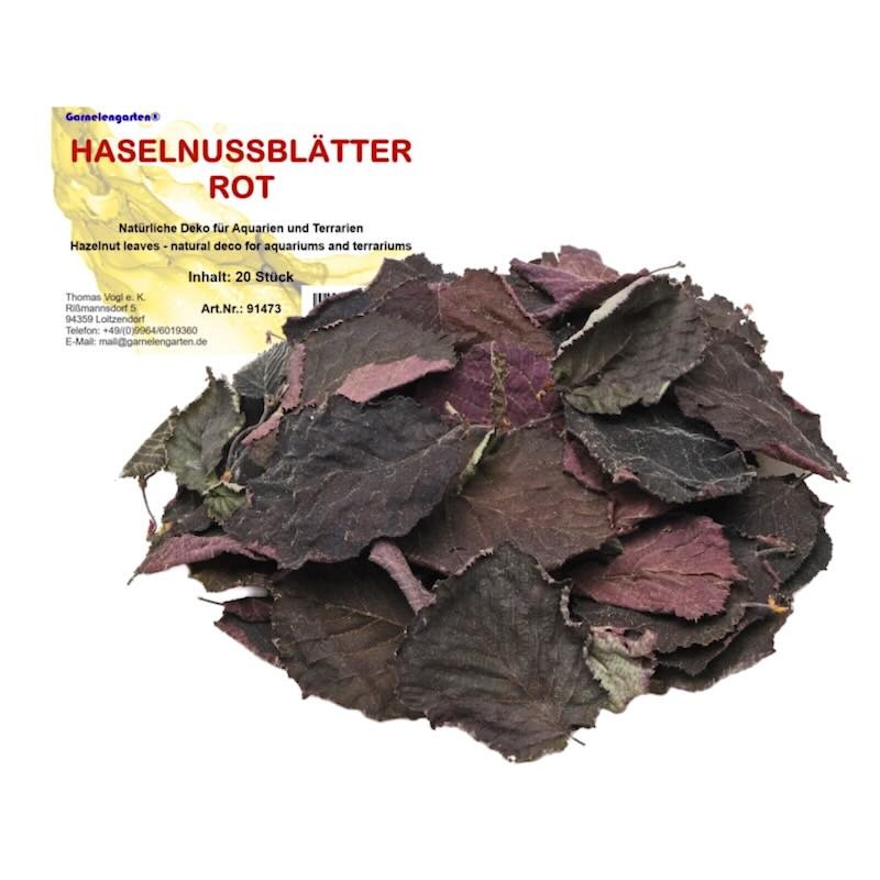 Feuilles de noisetier rouges