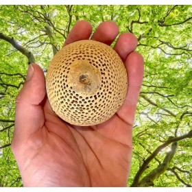 Bell Cup perforée qualité B