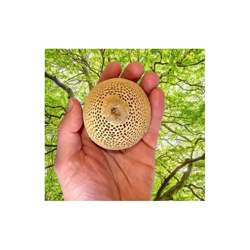 Bell Cup perforée qualité B