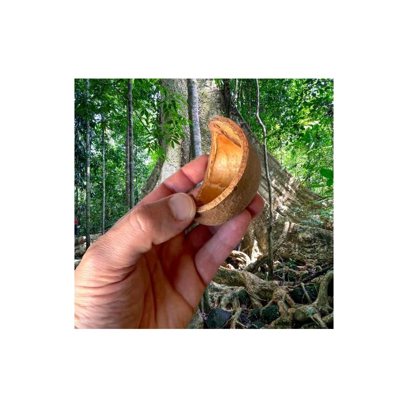 Gousse de Casa Tingui