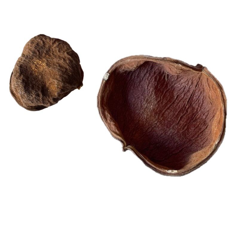 Gousse de Xixa