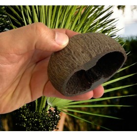 Gousse de palm POD