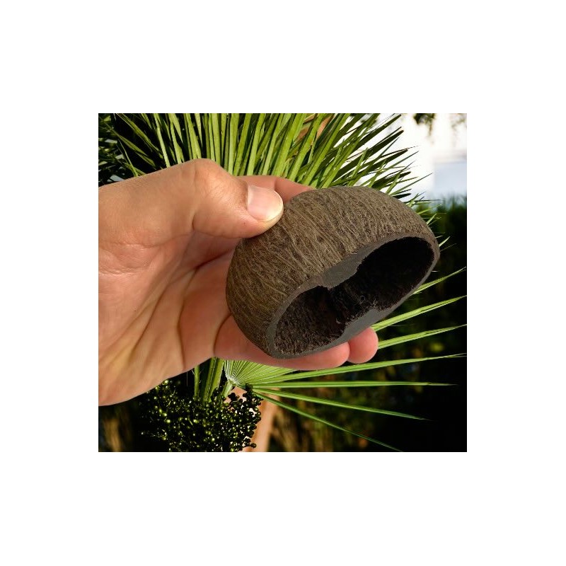 Gousse de palm POD