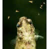 artemias sechés pour aquarium